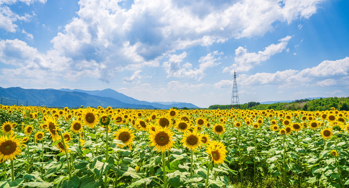 社員の健康課題の把握と対策の実施